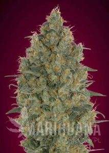 STRAWBERRY GUM - ADVANCED SEEDS