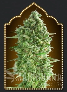 Do-Si-Dos Cookies - 00 SEEDS BANK