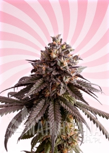 Gelato-K - KANNABIA SEED