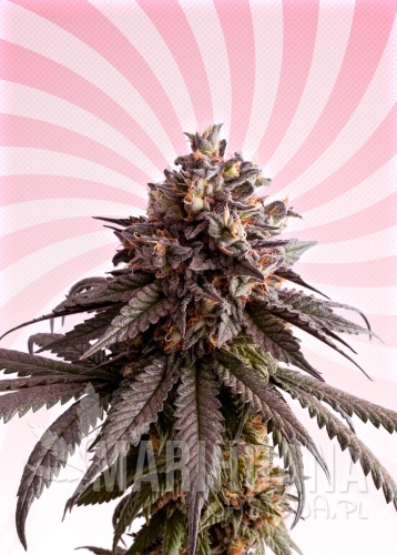 Poster-Gelato-K.jpg