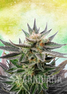 Sativa Dream - KANNABIA SEED