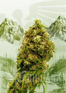 Swiss Dream CBD - KANNABIA SEED