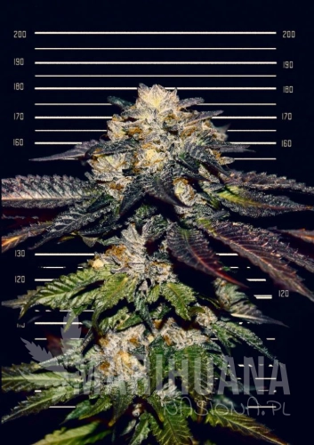 BERRYHAZE-canopia.jpg