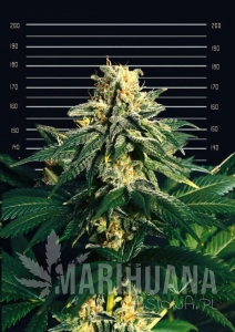 Jamaican Green Gold - Cannopia