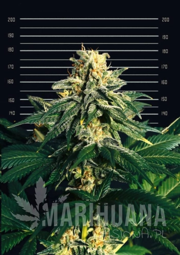 JAMAICAN-GREEN-GOLD-700x990.jpg