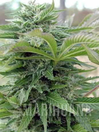 spliff seeds afghani Gold.jpg