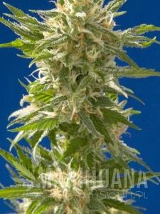 AK - Spliff Seeds