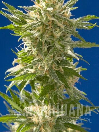 Spliff Seeds - AK.jpg