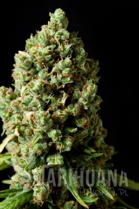 Amnesiac - Spliff Seeds