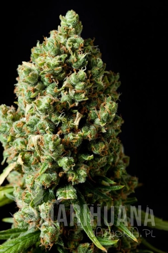 Spliff Seeds - Amnesiac.jpg