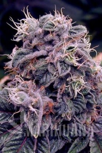 Blue Berry - Spliff Seeds
