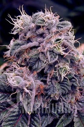 blue berry.jpg