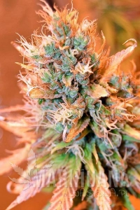 Blue Medi Kush - Spliff Seeds