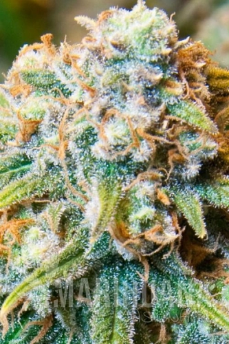 cbd medi kush.jpg