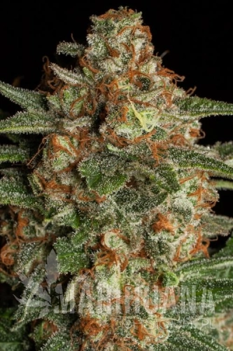 cbd spliff berry.jpg