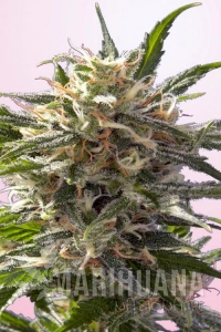 Crystal White - Spliff Seeds