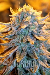 Dutch Automatic - Spliff Seeds