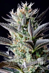 Dutch Blue Automatic - Spliff Seeds