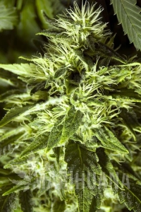 Fast Bud Outdoor - Spliff Seeds