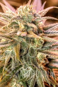 Gold Bar Kush - Spliff Seeds
