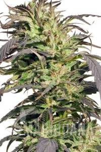Gold Rush Outdoor - Spliff Seeds