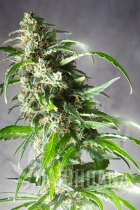 Jack F1 - Spliff Seeds