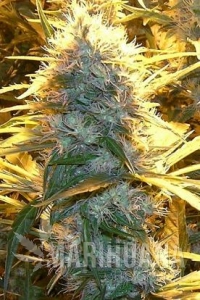 Lemon Cream Kush - Spliff Seeds
