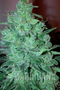 Mega Power Plant - Spliff Seeds
