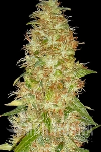 Moon Walker Kush - Spliff Seeds