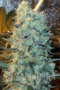 Power Plant - Spliff Seeds