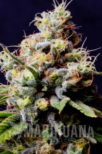 Purple Berry Kush - Spliff Seeds