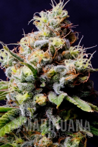 Purple Berry Kush.jpg