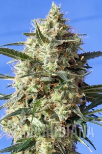 Snow White - Spliff Seeds
