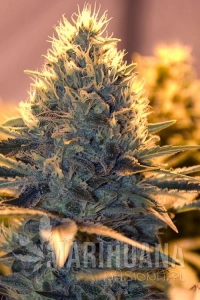 Spliff Cheese - Spliff Seeds