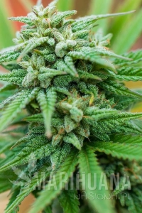 Spliff Cheese Automatic - Spliff Seeds