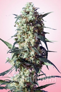 Spliff's Strawberry - Spliff Seeds