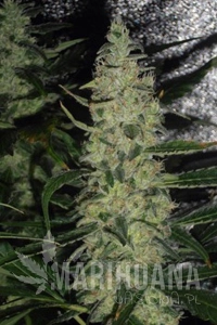 Super Skunk - Spliff Seeds