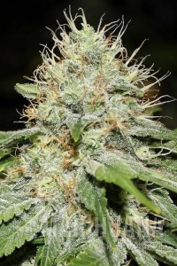 Sweet 'n' Sour Indoor - Spliff Seeds