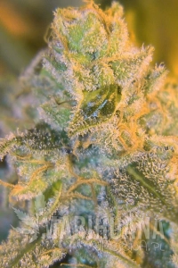 Sweet 'n’ Sour Outdoor - Spliff Seeds