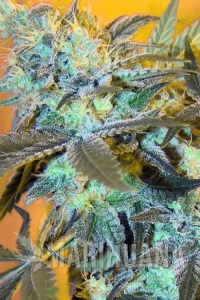White Widow - Spliff Seeds