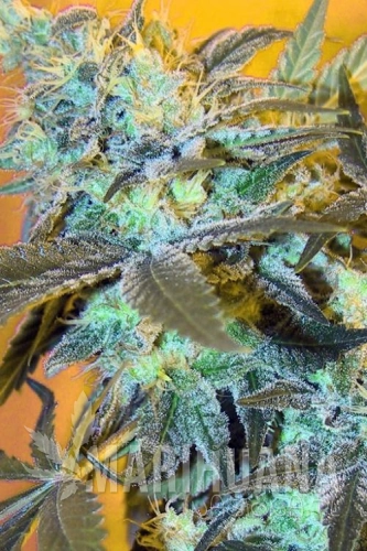 White Widow.jpg