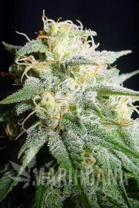 White Widow Automatic - Spliff Seeds