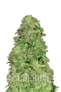 CBD 20:1 Auto - FASTBUDS