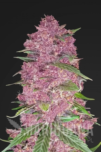 FASTBUDS - Purple Lemonade Auto.jpg