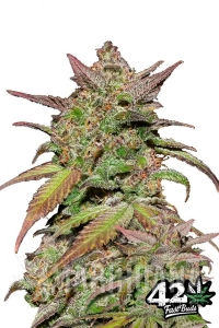 Smoothie Auto - FASTBUDS