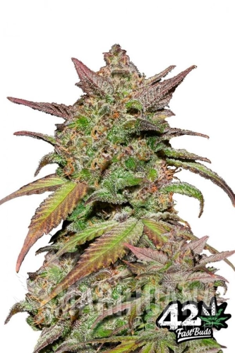 FST0015_600x900.jpg