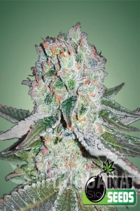 Banana Bomb - BOMB SEEDS