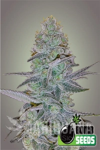 Cosmic Bomb Auto - BOMB SEEDS