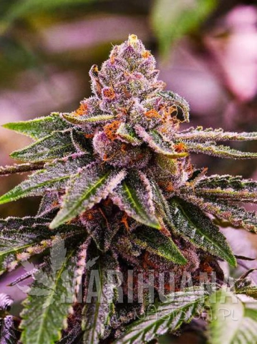 girl_scout_cookies.jpg