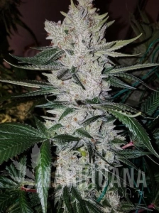 Gorilla Glue